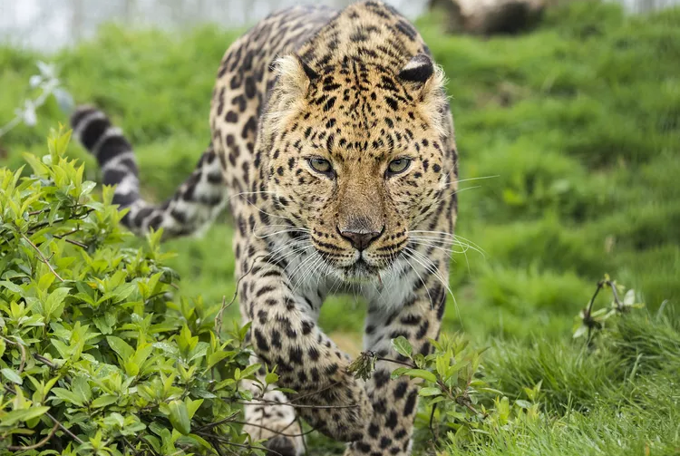 Why Amur Leopards Are Endangered and What We Can Do