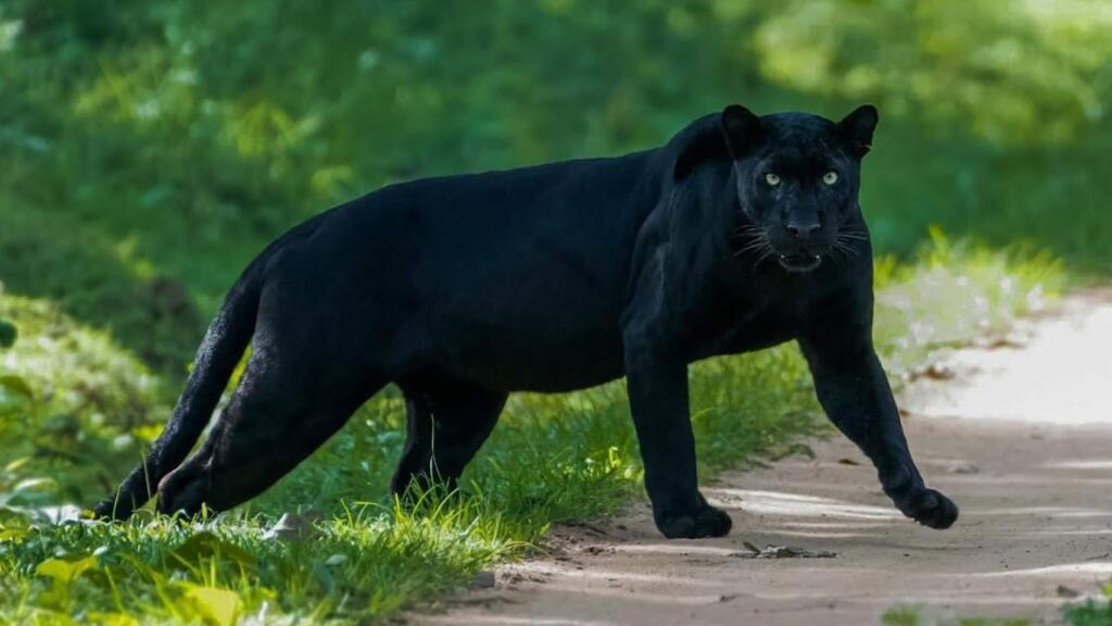 10 Fascinating Facts About the Black Panther (Leopard)